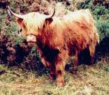 Les vaches de DrFred